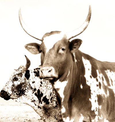 Nguni: the legacy of the land