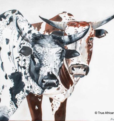 Nguni: the legacy of the land